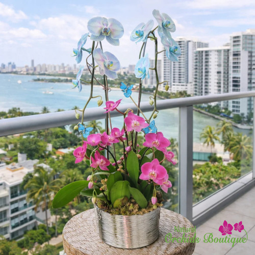Touch Of The Season Phalaenopsis Orchid Arrangement