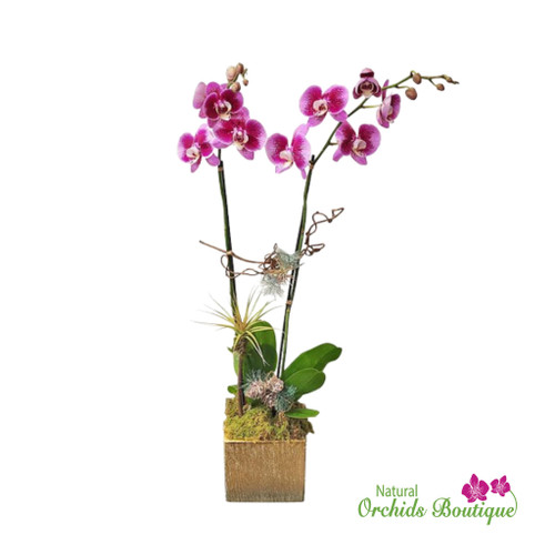 Falling into the Season Phalaenopsis Orchid Arrangement Falling into the Season Phalaenopsis Orchid Arrangement