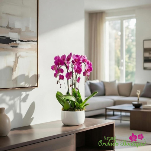 Flamingo and Phalaenopsis orchid arrangement in white ceramic vase with air plants Miami delivery