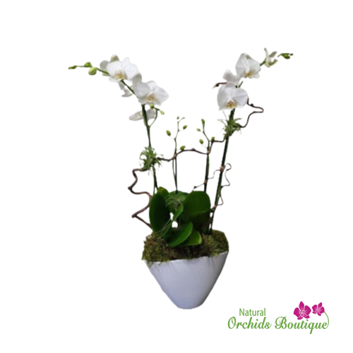 White Phalaenopsis Orchids