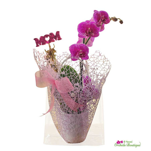 Lovely As It Is Phalaenopsis Orchid Arrangement