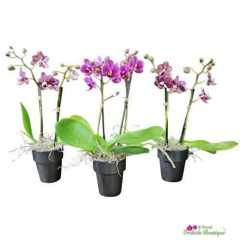Three Minis Phalaenopsis Orchid Arrangement
