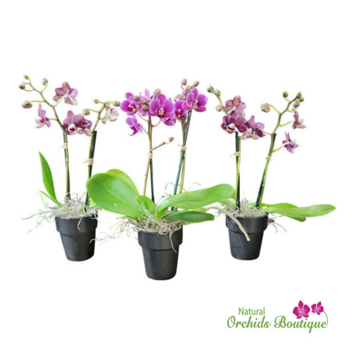 Three Minis Phalaenopsis Orchid Arrangement