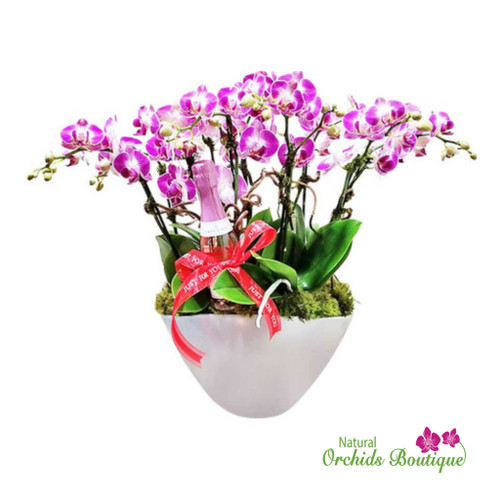 Just For You Phalaenopsis Orchid Arrangement Just For You Phalaenopsis Orchid Arrangement