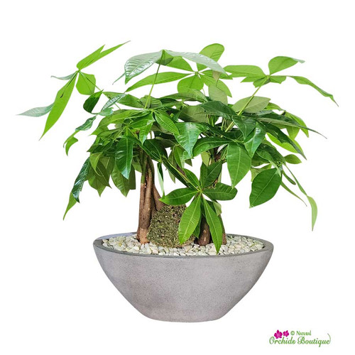 Double Lucky Money Tree Interior Plant