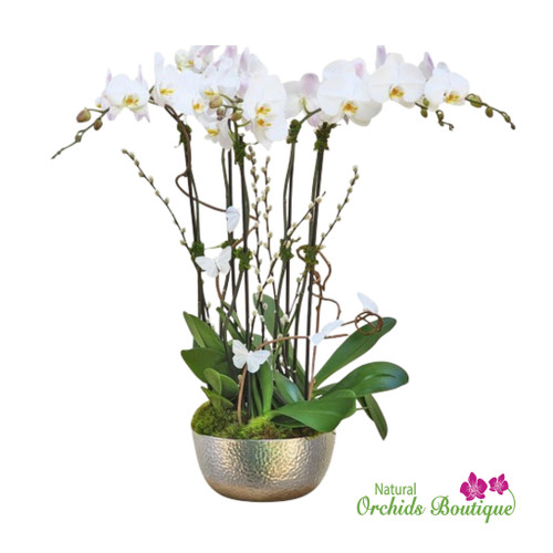Extra Large Orchid Arrangements | Dreaming of Infinity Orchid Arrangement