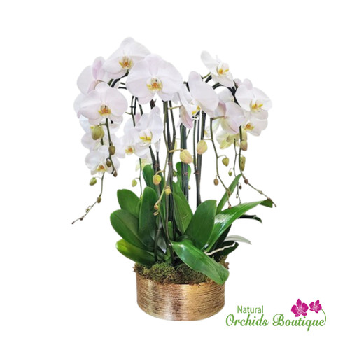 Extra Large Orchid Arrangements | Luxury Within Reach Phalaenopsis Orchid Arrangement