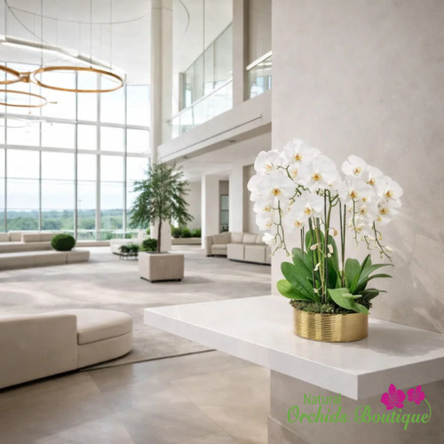Extra Large Orchid Arrangements | Luxury Within Reach Phalaenopsis Orchid Arrangement