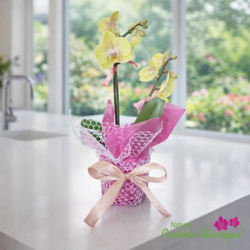Phalaenopsis Orchid Arrangement Luxury Gift