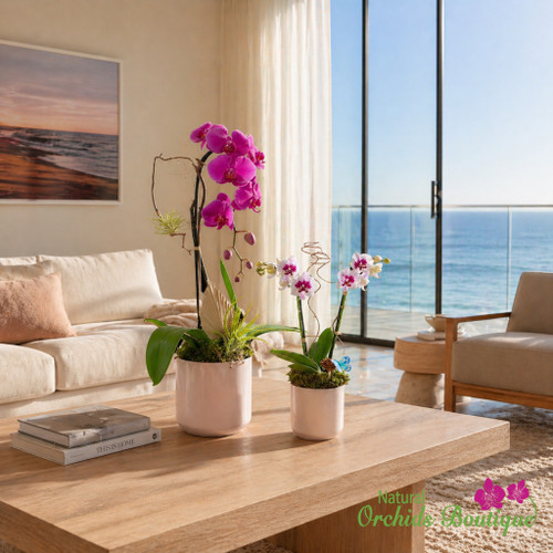 Mother’s Day Orchid Gift Set Featuring Dual Floral Arrangements