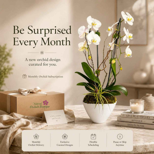 The Gift of Orchids monthly orchid subscription by Natural Orchids Boutique