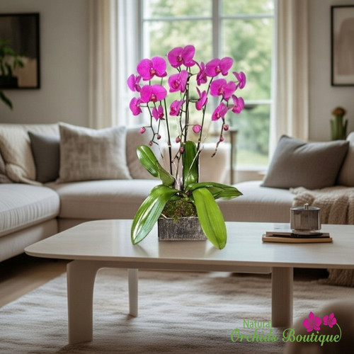 Purple triple swan orchid arrangement in silver rustic ceramic vase elegant floral décor Miami