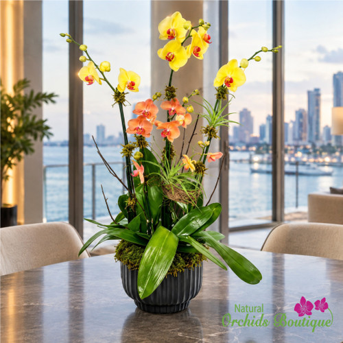Live Phalaenopsis orchid arrangement in decorative vase