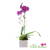Flamingo Phalaenopsis Orchid Plant