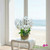 Phalaenopsis Orchid Arrangement
