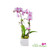 Small Phalaenopsis Orchid Arrangement