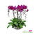 Luxury Cascading White Phalaenopsis Orchid Arrangement in Silver Base | 27" H x 15" W | Same-Day Miami Delivery