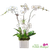 White Phalaenopsis orchid arrangement for sympathy and memorial services