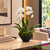 Tall white orchid arrangement for home or office décor