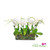 Luxury white orchids