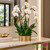 Extra Large Orchid Arrangements | Luxury Within Reach Phalaenopsis Orchid Arrangement