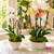 Decorative Orchid Clips