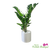ZZ Plant in a contemporary white planter, featuring multiple healthy green stems and lush foliage.