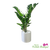 ZZ Plant in a contemporary white planter