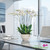 White cascading Phalaenopsis orchid arrangement in a white ceramic vase