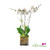 White Phalaenopsis Orchid Arrangement | Flowers Orchids