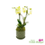 Small Phalaenopsis orchid arrangement with moss and air plant in ceramic vase