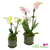 Small and Medium live Phalaenopsis orchids styled together as an orchid duo