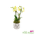 Live Phalaenopsis orchid arrangement with green moss and air plant in ceramic vase