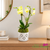 Live orchid arrangement in green ceramic vase with root ventilation openings