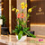 Live orchid arrangement for office décor