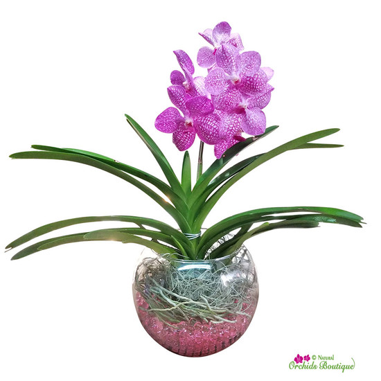 Exotic Vanda Orchid In Glass Vase Natural Orchids Boutique