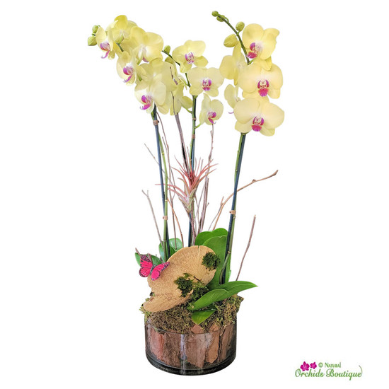 Dancing With The Stars Phalaenopsis Orchid Arrangement