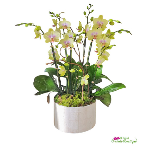 Rustic Look Phalaenopsis Orchid Arrangement