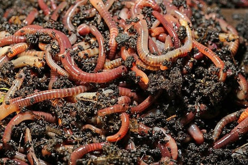 Dendrobena Live Earthworm