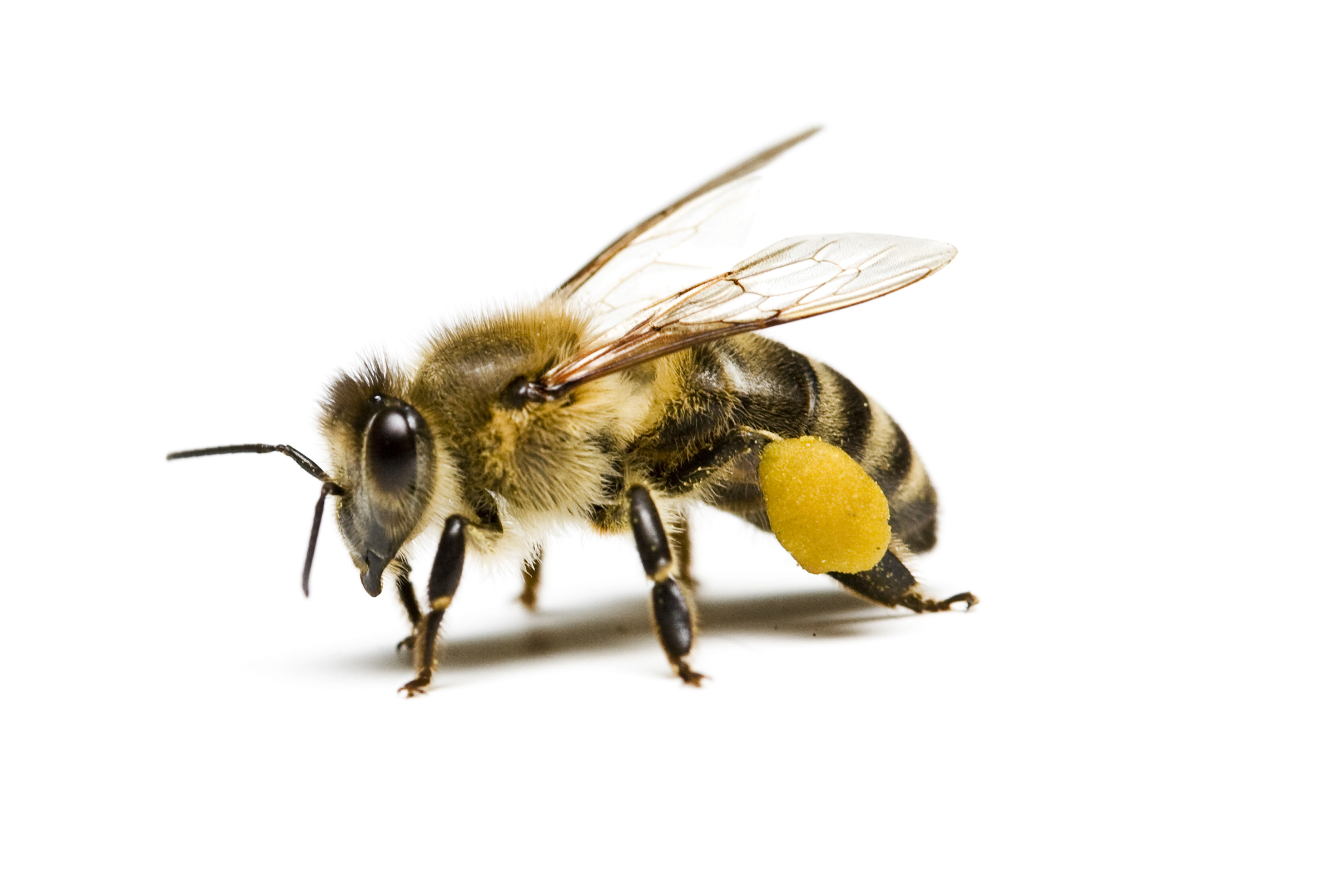 What do bees produce? - part 1!