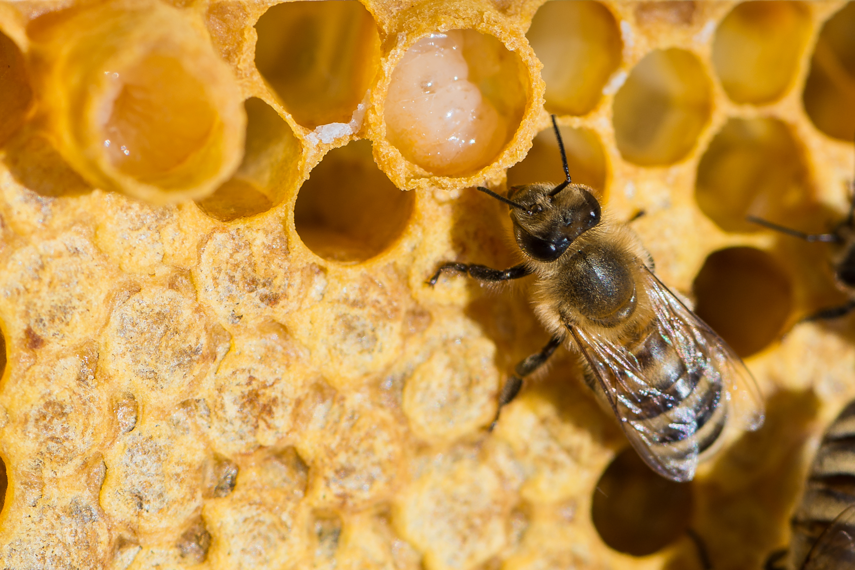 What do bees produce? - part 3!