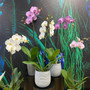 Pink and white orchid plants in a ceramic pot. 