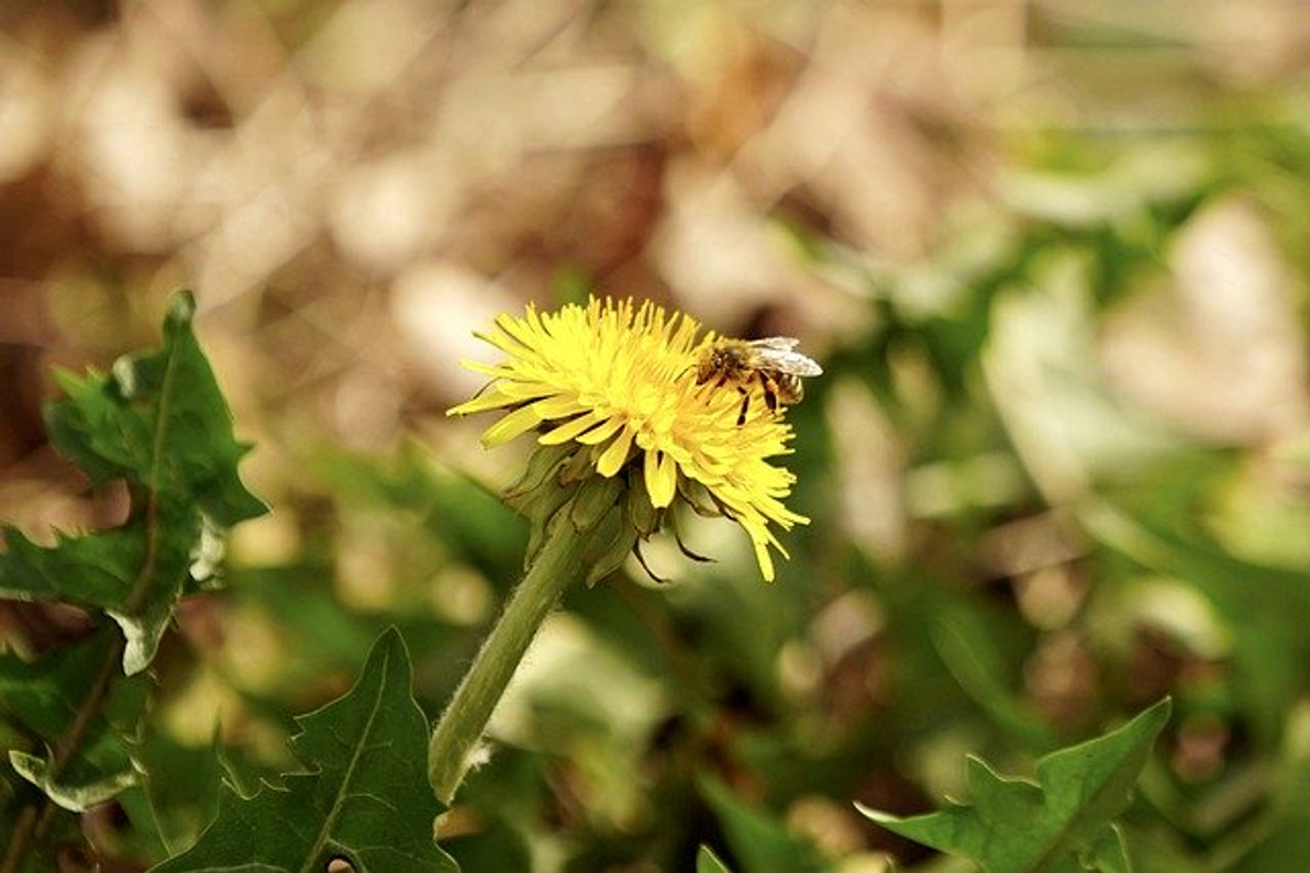 Seasonal Allergies: 6 Tips to Beat the Pollen and Improve Your Health