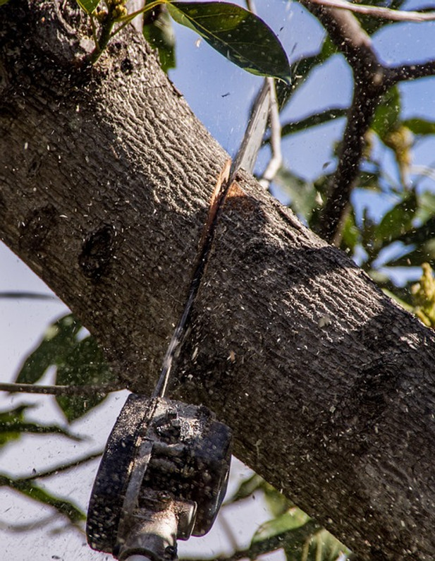 Tree Removal