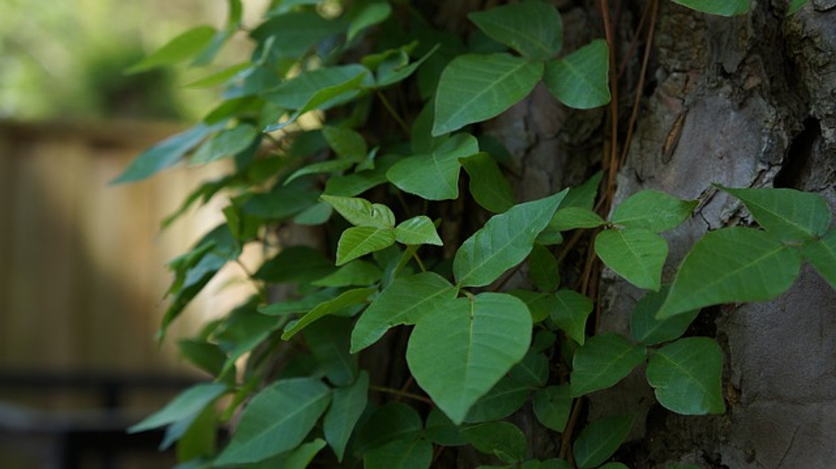 Beware of Poison Ivy, Oak and Sumac When Working Outdoors