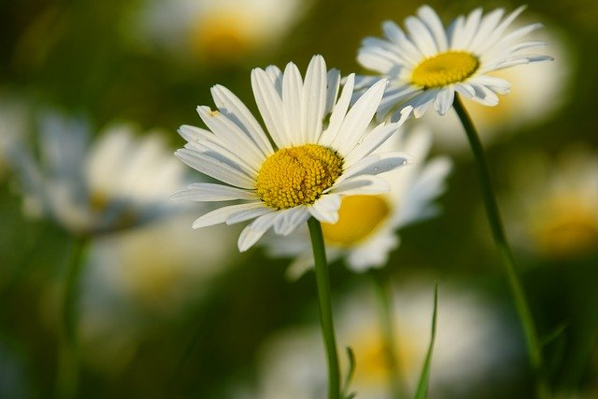 Spring Allergies: 5 Tips to Beat the Pollen