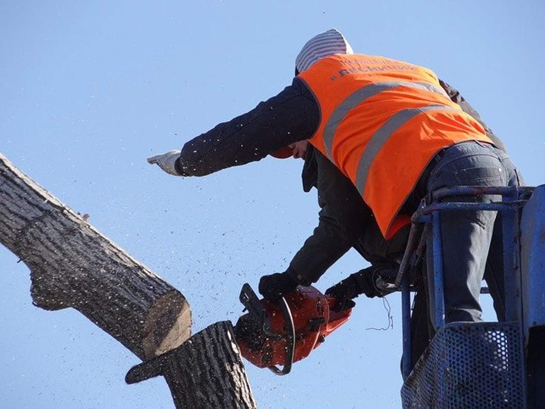 Essential Safety Tips to Follow When Trimming Trees