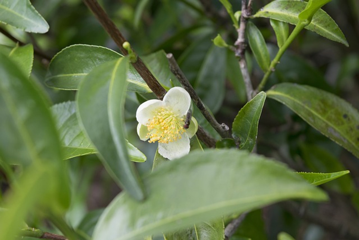 Tea Tree Oil: Everything You Need to Know