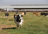 New Bill Seeks to Improve Safety for Washington State Dairy Workers