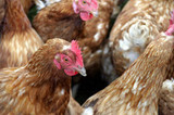 USDA Announces New Poultry Inspection Rule